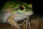 Green and Golden Bell Frog (Litoria aurea) Copyright Amphibian Research Centre.