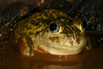 Mallee Spadefoot Toad (Neobatrachus pictus) Copyright Amphibian Research Centre.