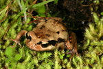 Red-groined Froglet (Paracrinia haswelli) Copyright Amphibian Research Centre.