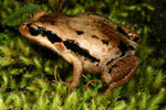 Red-groined Froglet (Paracrinia haswelli) Copyright Amphibian Research Centre.