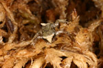 Baw Baw Frog (Philoria frosti) Copyright Amphibian Research Centre.