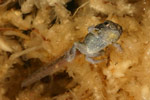 Eastern Common Froglet (Crinia signifera) Copyright Amphibian Research Centre.