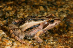 Eastern Common Froglet (Crinia signifera) Copyright Amphibian Research Centre.