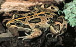 Spotted Marsh Frog (Limnodynastes tasmaniensis) Copyright Wildlife Profiles. Photograph by Peter Robertson.
