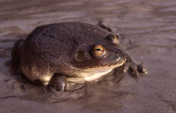 Water-holding Frog (Cyclorana platycephala) Copyright Amphibian Research Centre. Photograph by Gerry Marantelli.