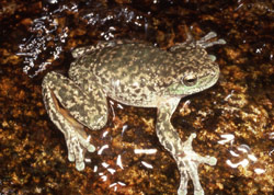 Spotted Tree Frog (Litoria spenceri) Copyright Graeme Gillespie. Photograph by Graeme Gillespie.