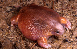 Turtle Frog (Myobatrachus gouldi) Copyright Brad Maryan. Photograph by Brad Maryan.