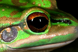 Green and Golden Bell Frog (Litoria aurea) Copyright Amphibian Research Centre.