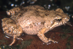 Eastern Sign-bearing Froglet (Crinia parinsignifera) Copyright Julian Bentley. Photograph by Julian Bentley.