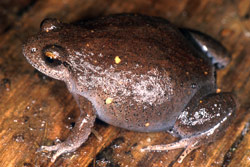 Victorian Smooth Froglet (Geocrinia victoriana) Copyright Julian Bentley. Photograph by Julian Bentley.