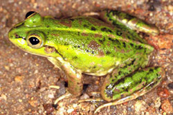 Dahl's Aquatic Frog (Litoria dahli) Copyright Julian Bentley. Photograph by Julian Bentley.