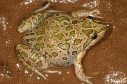 Spotted Marsh Frog (Limnodynastes tasmaniensis) Copyright Amphibian Research Centre.