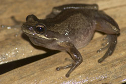 Victorian Frog (Litoria paraewingi) Copyright Scott Eipper. Photograph by Scott Eipper.