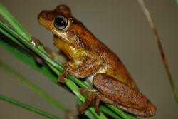 Tyler's Tree Frog (Litoria tyleri) Copyright Scott Eipper. Photograph by Scott Eipper.