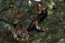 Kroombit Tinker Frog (Taudactylus pleione) Copyright Scott Eipper. Photograph by Scott Eipper.