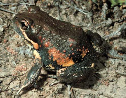 Pobblebonk (Limnodynastes dumerili) Copyright Wildlife Profiles. Photograph by Peter Robertson.