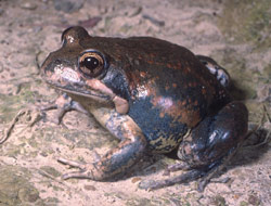 Pobblebonk (Limnodynastes dumerili) Copyright Wildlife Profiles. Photograph by Peter Robertson.