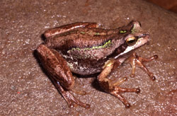Litoria ewingi photographed at Cann River in East Gippsland, Victoria showing flecks of green. Copyright Wildlife Profiles. Photograph by Peter Robertson.