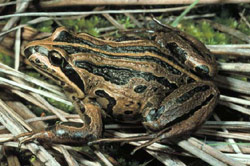 Striped Marsh Frog (Limnodynastes peroni) Copyright Wildlife Profiles. Photograph by Peter Robertson.