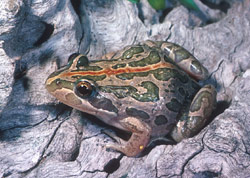 Spotted Marsh Frog (Limnodynastes tasmaniensis) Copyright Wildlife Profiles. Photograph by Peter Robertson.