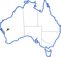 Distribution map for Arenophryne rotunda