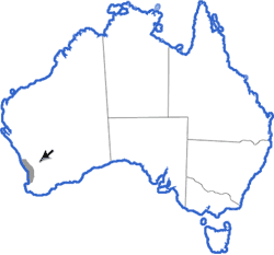 Distribution map for Crinia insignifera