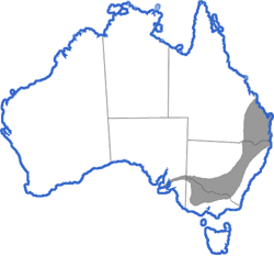 Distribution map for Crinia parinsignifera
