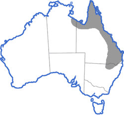 Distribution map for Cyclorana alboguttata