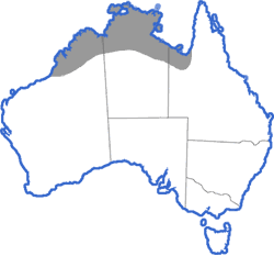 Distribution map for Cyclorana australis