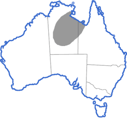 Distribution map for Cyclorana maculosa