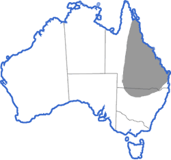 Distribution map for Cyclorana novaehollandiae