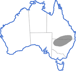 Distribution map for Cyclorana verrucosa