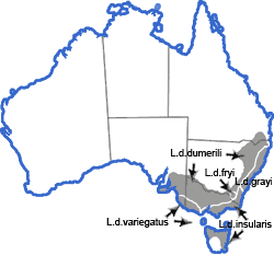 Distribution map for Limnodynastes dumerili