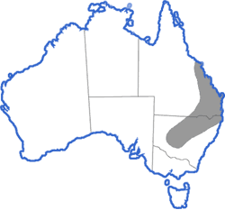 Distribution map for Limnodynastes salmini