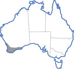 Distribution map for Litoria adelaidensis