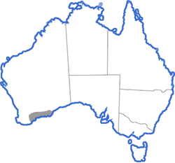 Distribution map for Litoria cyclorhyncha