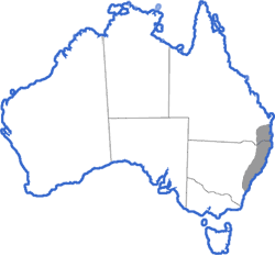 Distribution map for Litoria dentata