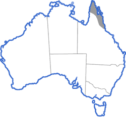 Distribution map for Litoria infrafrenata