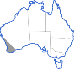 Distribution map for Litoria moorei