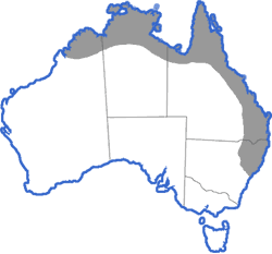 Distribution map for Litoria nasuta