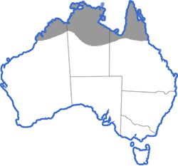 Distribution map for Litoria pallida