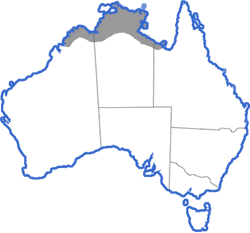 Distribution map for Litoria tornieri