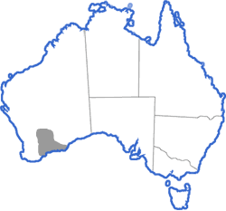 Distribution map for Neobatrachus albipes