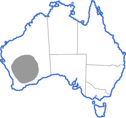 Distribution map for Neobatrachus kunapalari