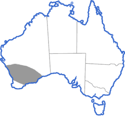 Distribution map for Neobatrachus pelobatoides