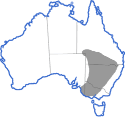 Distribution map for Neobatrachus sudelli