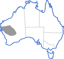Distribution map for Neobatrachus wilsmorei