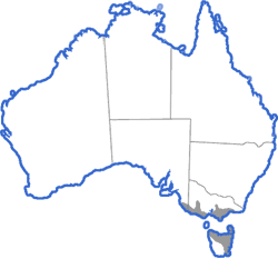 Distribution map for Pseudophryne semimarmorata