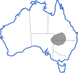 Distribution map for Uperoleia capitulata