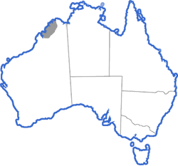 Distribution map for Uperoleia crassa